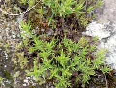 Crassula dependens