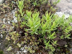 Crassula dependens