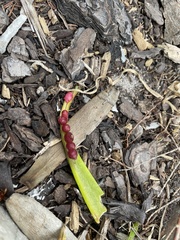 Lachenalia bulbifera