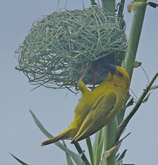 Ploceus subaureus subaureus