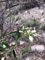 Stomatostemma monteiroae