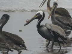 Pelecanus thagus