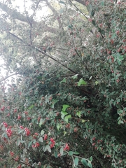 Cotoneaster coriaceus