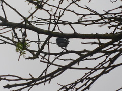 Polioptila