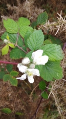 Rubus fruticosus