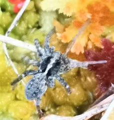 Acantholycosa lignaria