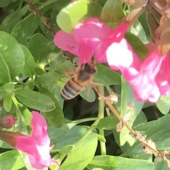 Apis mellifera