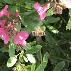 Apis mellifera