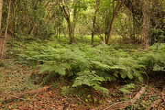 Hypolepis sparsisora