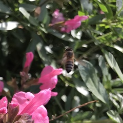 Apis mellifera