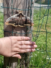Saturnia pyri
