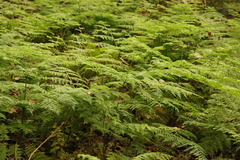 Hypolepis sparsisora