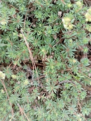 Psammotropha myriantha