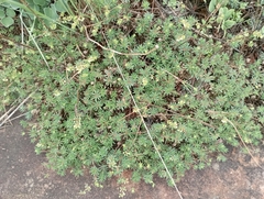 Psammotropha myriantha