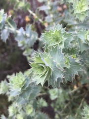 Cliffortia reniformis