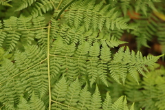 Hypolepis sparsisora