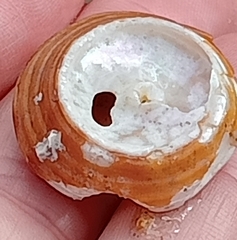 Calliostoma zizyphinum