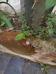 Persicaria capitata