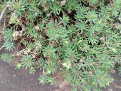 Psammotropha myriantha