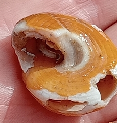 Calliostoma zizyphinum