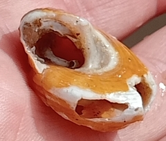 Calliostoma zizyphinum