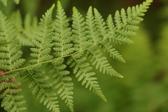 Hypolepis sparsisora