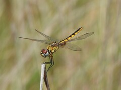 Urothemis edwardsii