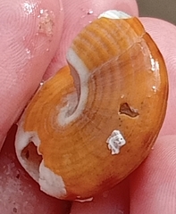 Calliostoma zizyphinum