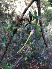 Strophanthus gerrardii