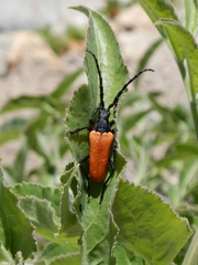 Desmocerus aureipennis