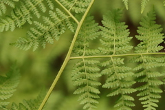 Hypolepis sparsisora