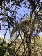 Strophanthus gerrardii