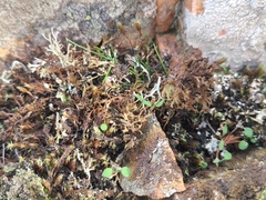 Cetraria aculeata