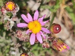 Senecio elegans
