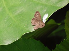 Ypthima horsfieldii humei