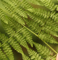 Hypolepis sparsisora