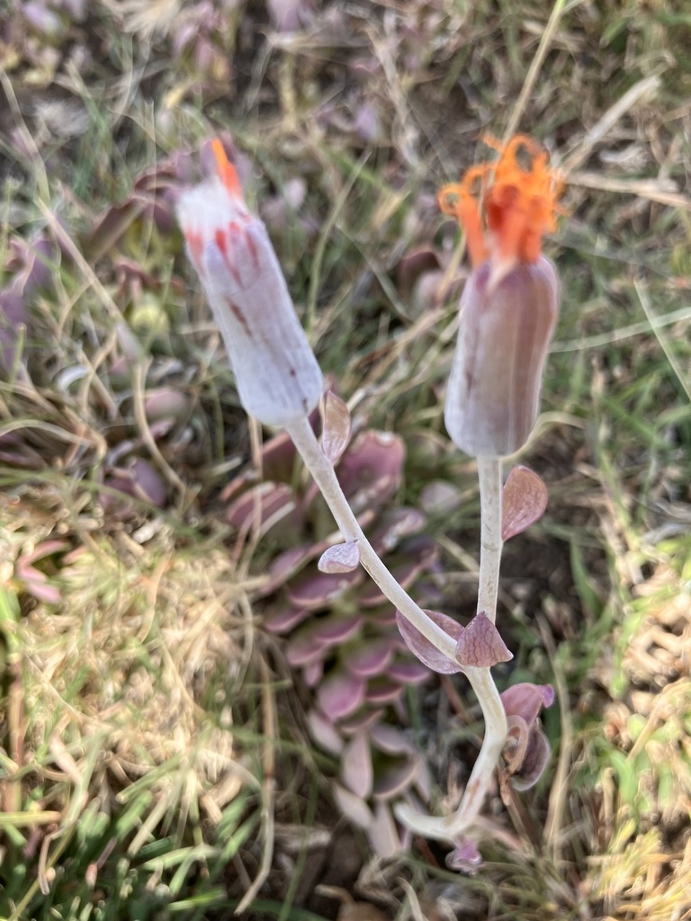 Senecio jacobsenii (Rowley) Rowley 3