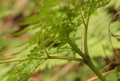 Hypolepis sparsisora