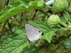 Rapala iarbus iarbus