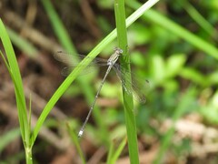Lestes virgatus