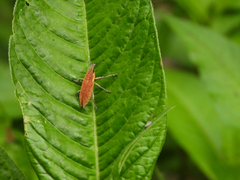 Lixus impressiventris