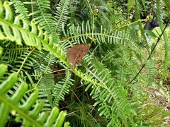 Mycalesis perseoides