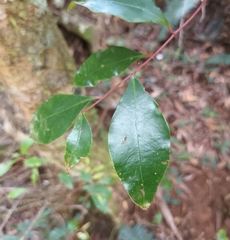 Pterocelastrus rostratus