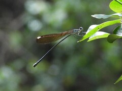 Allocnemis leucosticta