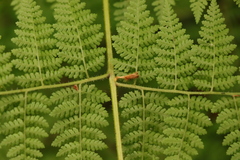 Hypolepis sparsisora