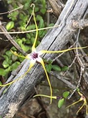 Strophanthus gerrardii