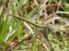 Ceratogomphus pictus
