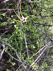 Strophanthus gerrardii