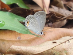 Euchrysops cnejus cnejus