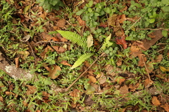 Blechnum punctulatum